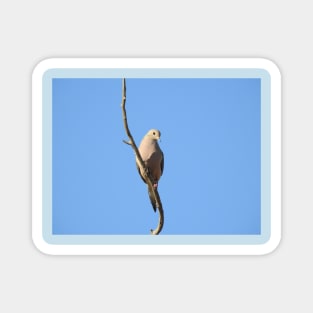 Mourning Dove, birds, wildlife, nature, gifts Magnet
