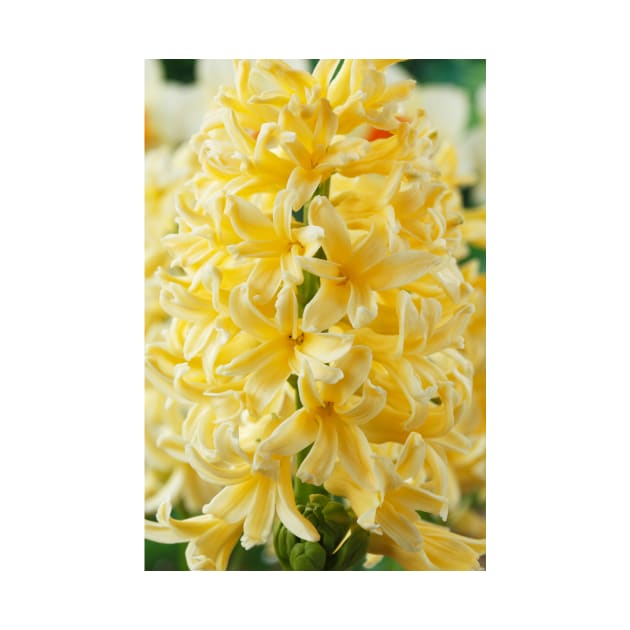 Hyacinthus orientalis  &#39;Gipsy Princess&#39;  Hyacinth by chrisburrows