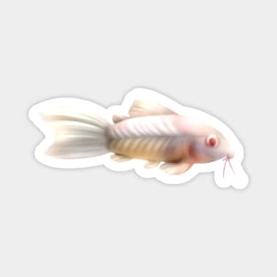 Albino Cory Catfish- no background Magnet