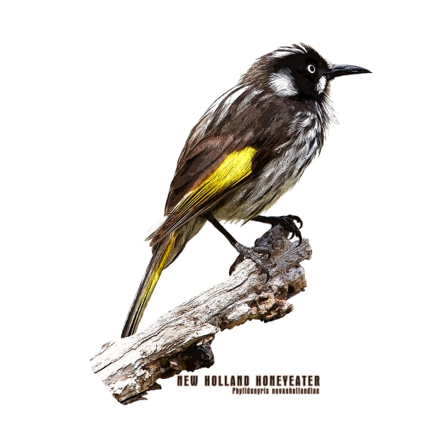 New Holland Honeyeater_02c by seadogprints