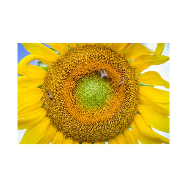 Sunflower Closeup by mcdonojj