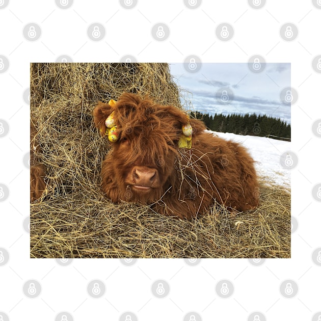 Scottish Highland Cattle Calf 1717 by SaarelaHighland