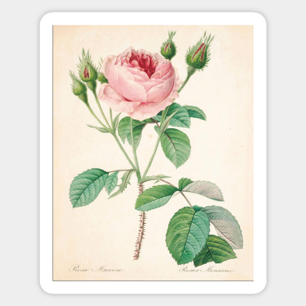 Vintage Flower Color Pencil Hand Drawing