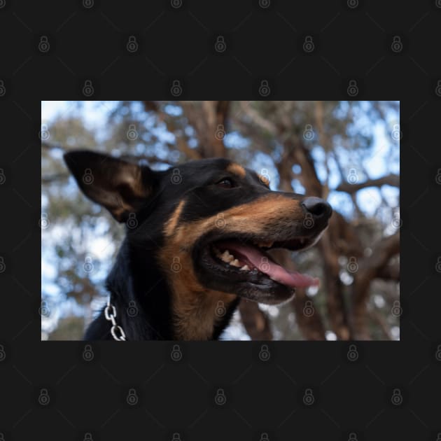 Max - Australian Kelpie by DeborahMcGrath