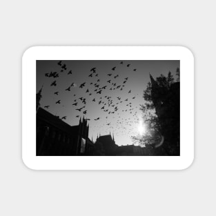 Pigeons flying over Torun city, Poland Magnet