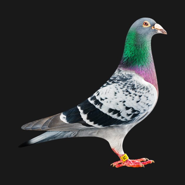 Pigeon by TaipsArts