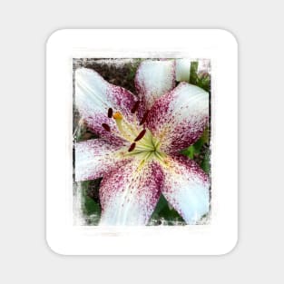 Lily In The Summer Garden - flower photography Magnet