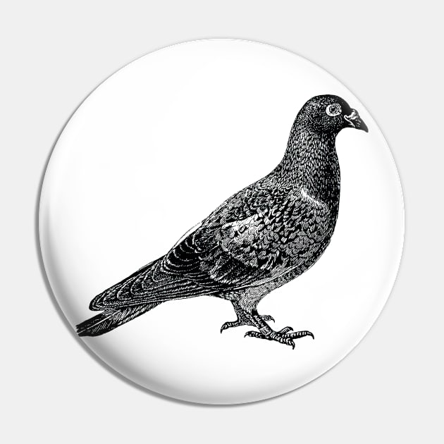 Pigeon in black Pin by winterwinter