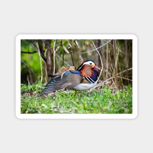 Mandarin Duck II / Swiss Artwork Photography Magnet