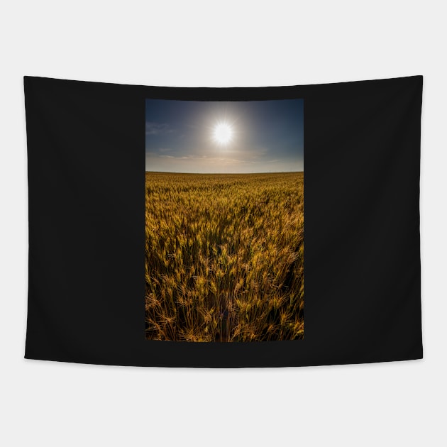 Wheat field at sunset, sun in the frame Tapestry by naturalis