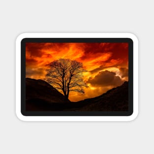 Sycamore Gap (Robin Hoods Tree) Magnet