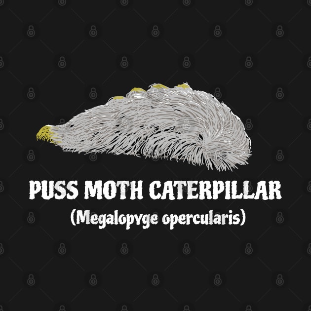 Puss moth caterpillar (Megalopyge opercularis) by SNK Kreatures