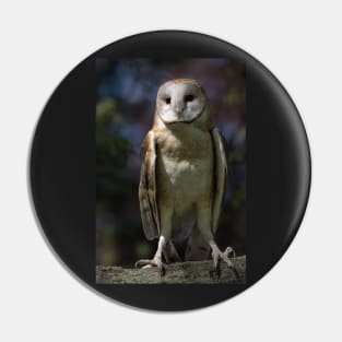 Barn Owl Pin