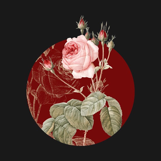 Vintage Blooming Cabbage Rose Botanical Illustration on Circle by Holy Rock Design