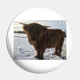 Scottish Highland Cattle Calf 1942 Pin