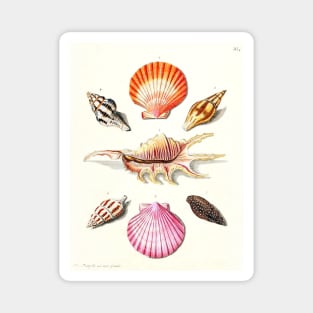 Scientific illustration of seashells Magnet