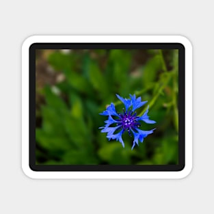 Blue cornflower herb flower head Magnet