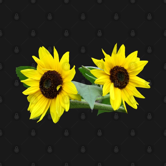 sunflowers, sunflower, sunflowerfield, flowers by rh_naturestyles