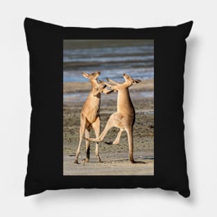 Boxing Kangaroos, Toorbul, Queensland Pillow