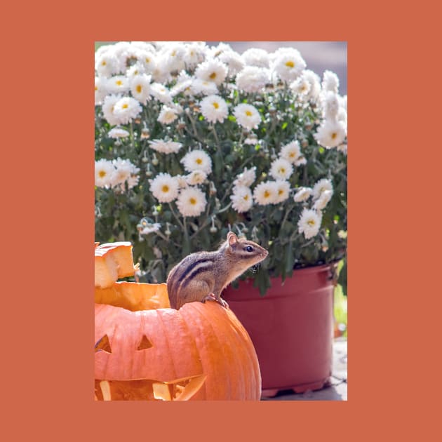 Tiny chipmunk on Halloween pumpkin by iyd39