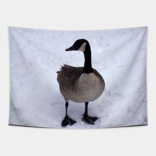 Canada Goose Standing On The Snow Tapestry