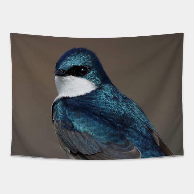 Bird on a Wire: Tree Swallow Tapestry by walkswithnature