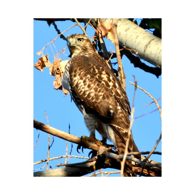 Red Tailed Hawk in Tree by Scubagirlamy