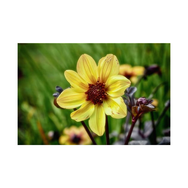 Yellow Dahlia by JimDeFazioPhotography