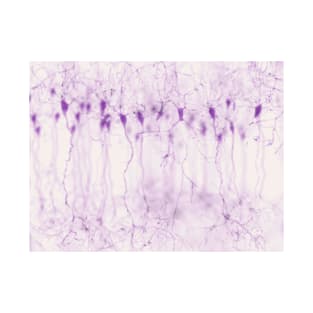 Pyramidal neurons in the cerebral cortex, illustration (F023/0916) T-Shirt