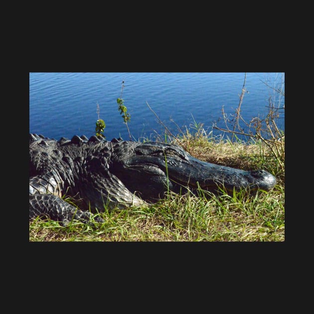 Up close and personal with an Alligator by tziggles