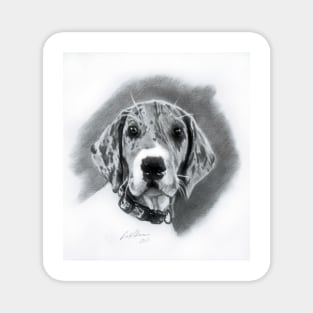 Great Dane Puppy Illustration Magnet