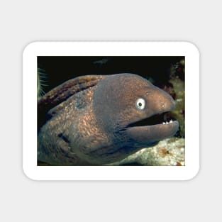 Bad Joke Eel Meme Magnet