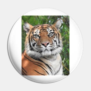 Sumatran Tiger Pin