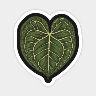 Anthurium Clarinervium Big Leaf Magnet