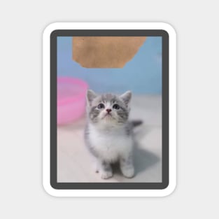 the little cute cats Magnet