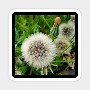 Magnificent dandelion Magnet