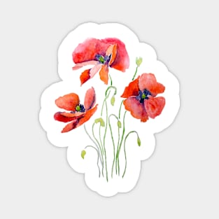 3 red and orange poppies watercolor Magnet