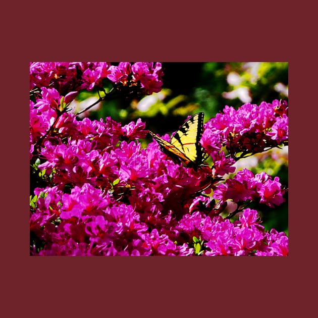 Butterflies - Tiger Swallowtail on Azalea by SusanSavad