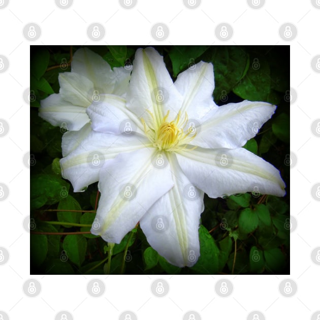 White Clematis by MAMMAJAMMA