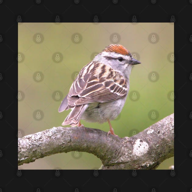 Chipping Sparrow on a big curled tree branch by BirdsnStuff