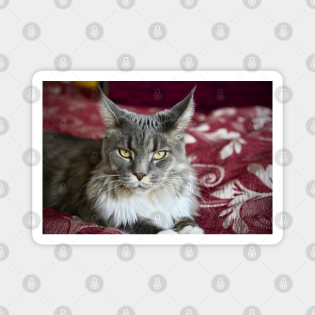 Cat Maine Coon gray / Swiss Artwork Photography Magnet by RaphaelWolf