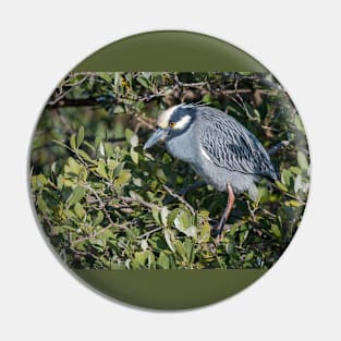 Yellow Crowned Night Heron Perched Pin