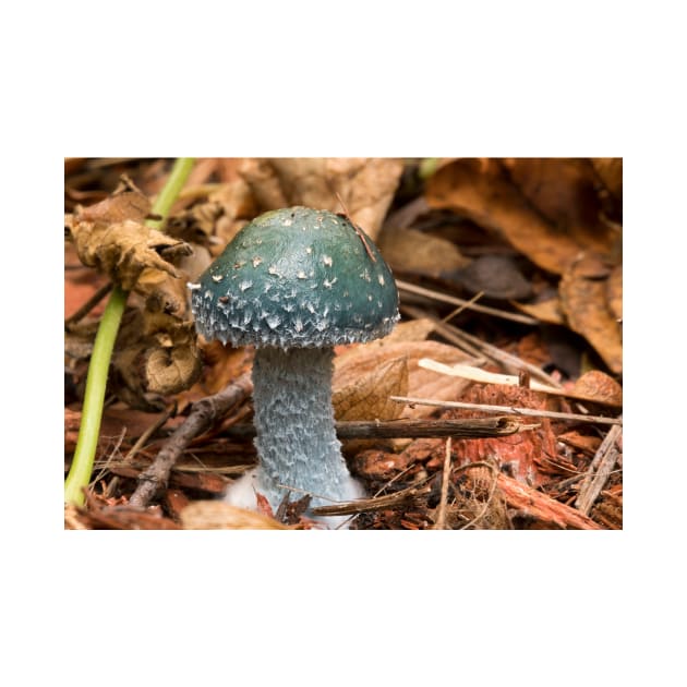 Verdigris Agaric by Eunice1