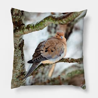 Mourning Dove Staring At The Camera Pillow