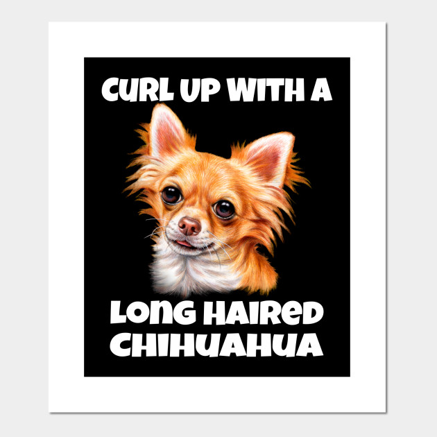 Curl Up With A Long Hair Chihuahua Dog Long Hair Chihuahua Gifts