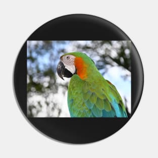 Harlequin Macaw Portrait Pin