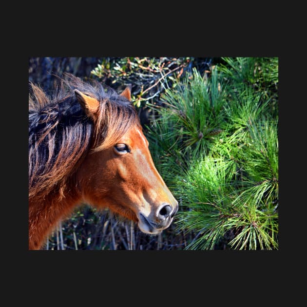 Assateague Pony Enjoying a Splash of Sunshine by Swartwout