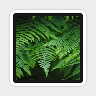 botanical rainforest foliage tropical fern leaf Magnet