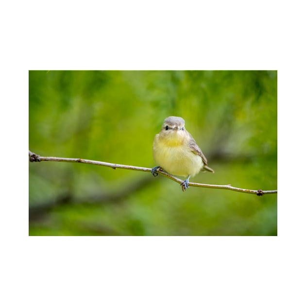 Posing Little Vireo by Debra Martz by Debra Martz