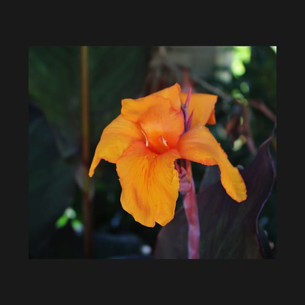 Orange Canna Lily by Cynthia48